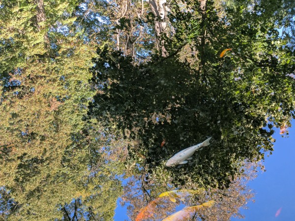 PXL_20250930_075735617.jpg, 158kB